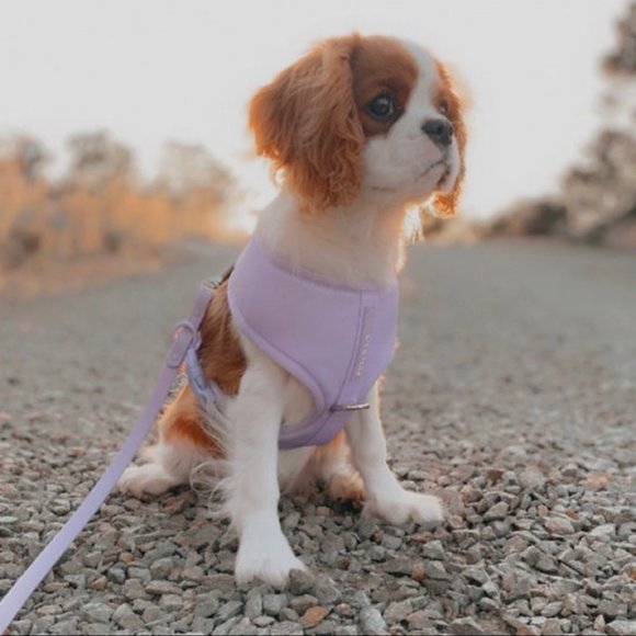 PETsRUS Premium No Pull Dog Harness 2 Leash Clips Purple Lavender Neoprene - Picture 4 of 9